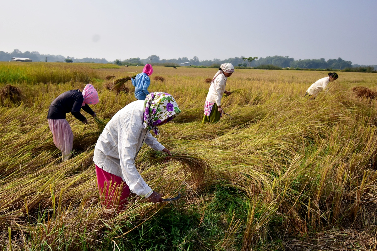 1 triệu tấn gạo ùn ứ tại các cảng của Ấn Độ sau quyết định cấm xuất khẩu